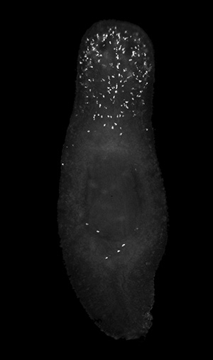 Damaged cells (illuminated) died off in the lower half of the planarian, but persisted in the upper half. (Credit: Oviedo Lab)