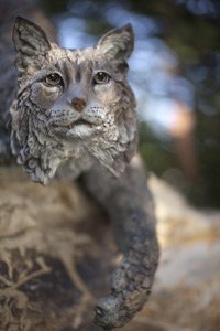 UC Merced bobcat statue