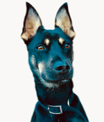 Mika - HSRI mascot