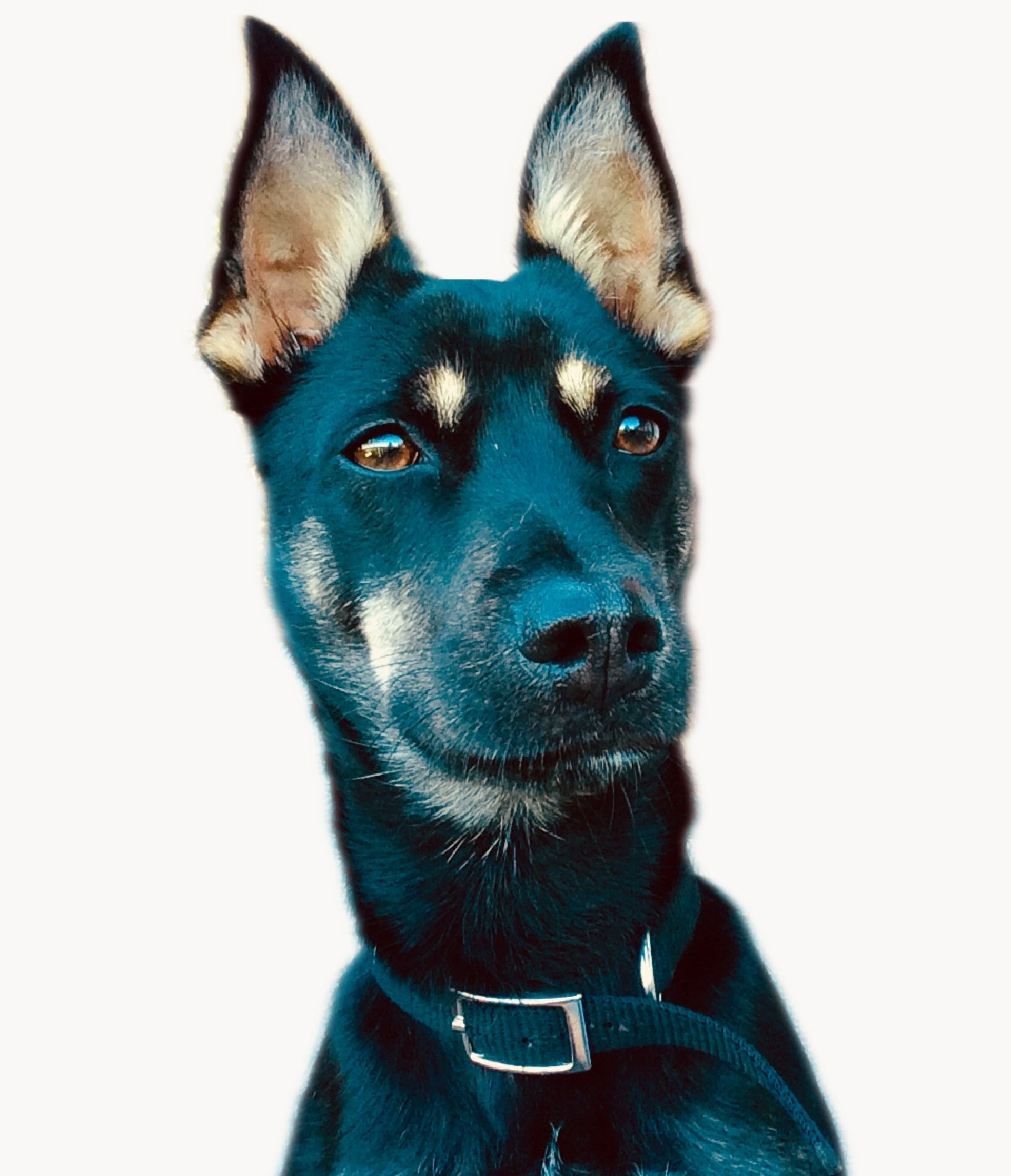 Mika - HSRI Mascot UC Merced